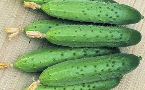 Seeds Vegetable Cucumber April F1 Self-Pollinated 45 Days Heirloom for Pickling - 10 Seeds