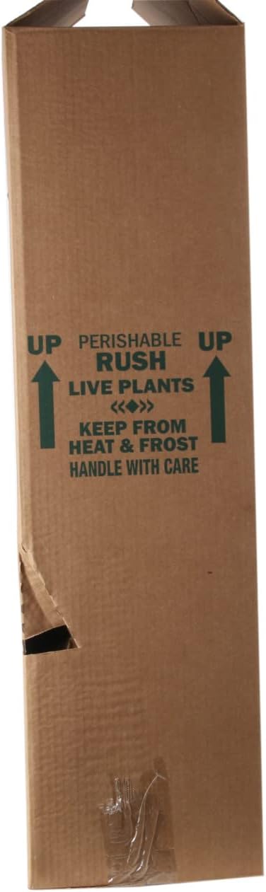 Costa Farms Dracaena Golden Heart Live Indoor Plant, Easy to Grow Houseplant in Decor Plant Pot, Potting Soil Mix, Living Room Home and Office Decor, Housewarming Gift, 2-3 Feet Tall