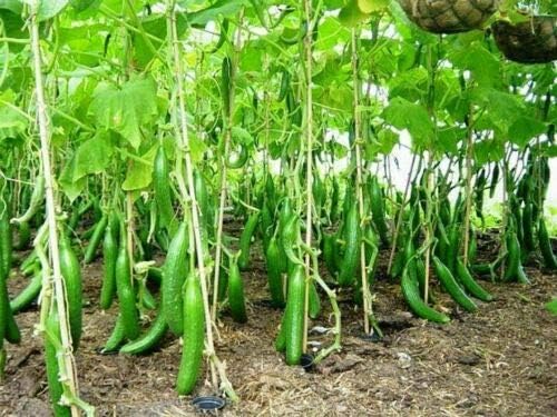 Seeds Cucumber Chinese Miracle Long Heirloom Vegetable Non GMO (20 Seeds)