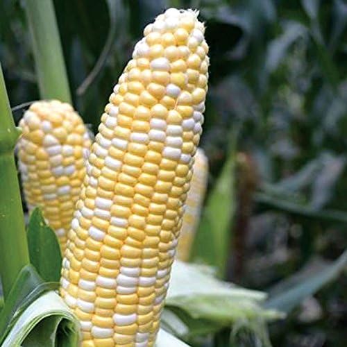 Park Seed Variety of Corn Vegetable Seeds, Plant Seeds, Easy to Grow, Perfect for Harvesting, American Dream Hybrid, Pack of 100