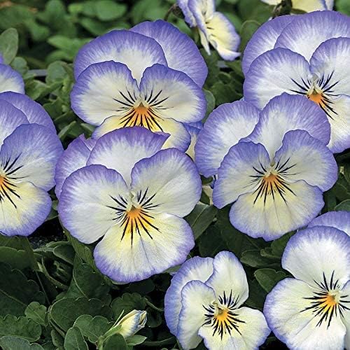 Park Seed Viola Flower Plant Seeds, Easy to Grow, Perfect for Spring Garden, Penny Purple Picotee, Pack of 25