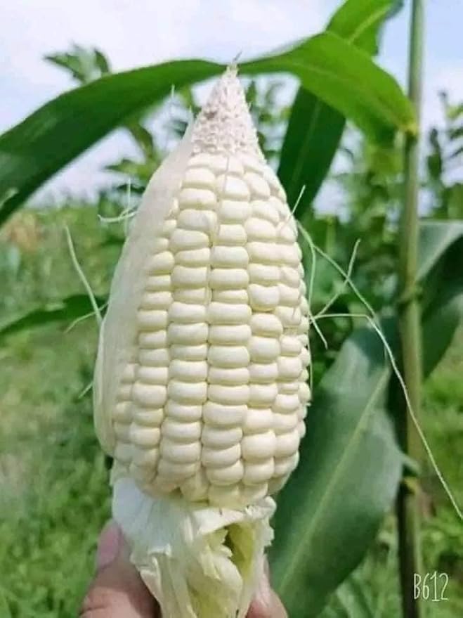 25+ Seeds Bap NEP nu SUA Seeds Rare find Asian