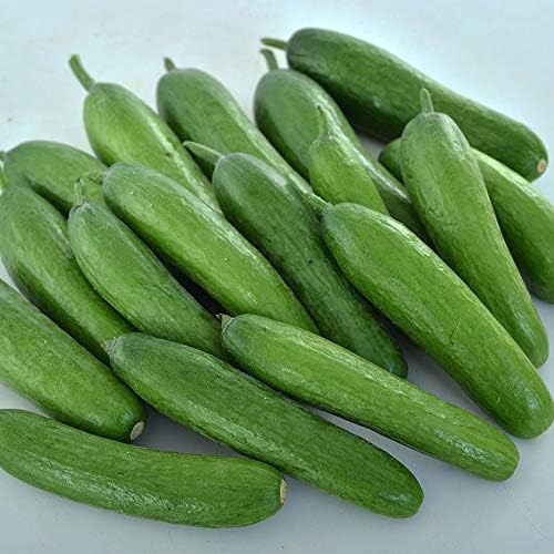 Park Seeds Green Light F1 Cucumber, Delicious Mini, Pack of 20 Seeds