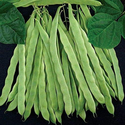 Park Seed Bean Seeds Harvest and Grow Your Own Spring Garden Vegetables, Algarve French Climbing, Pack of 100