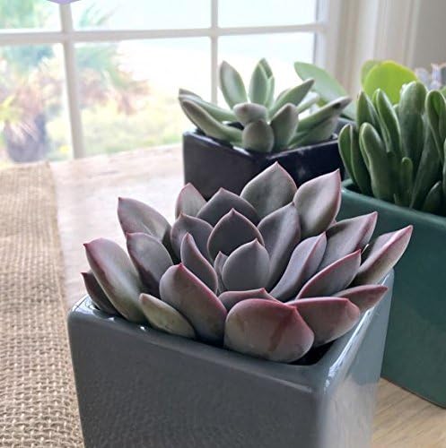 Costa Farms Grower Pot, 4-Pack Echeveria Succulents Live Indoor Plant 3-Inches Tall, in Grower's Pot