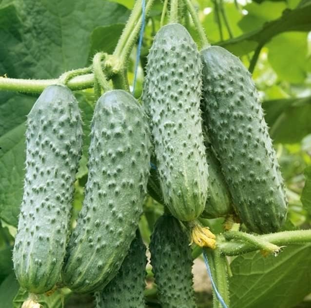 Seeds Self-Pollinated Cucumber Be st Seller 37 Days for Pickling Indoor Non GMO Hybrid