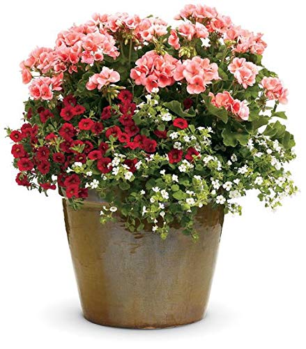 Potassium Polyacrylate Super Absorbent Polymer 20 Pounds