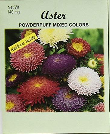 Set of 100 Aster Powderpuff Flower Seed Packets! Flower Seeds in Bulk (100, Aster Powderpuff)