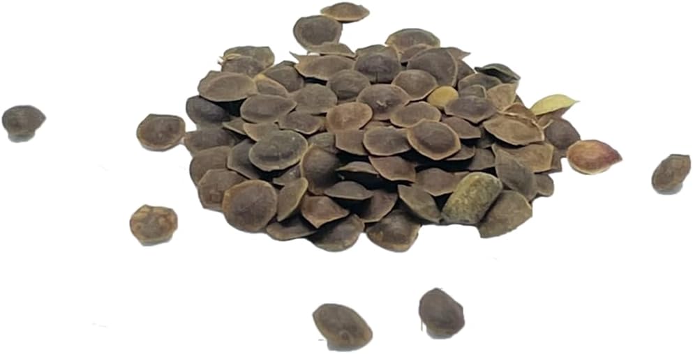 100 Sensitive Plant Seeds for Planting - Exotic Flower Seeds - Mimosa Pudica Seeds AKA Moving Plant, Shy Plant, Shameful Plant, Touch-me-not - by RDR Seeds