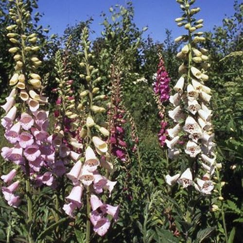 Outsidepride 10000 Seeds Biennial Digitalis Foxglove Gloxiniaeflora Flower Seed Mix for Planting
