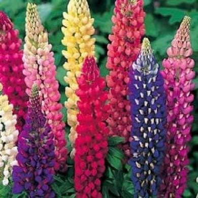 Dirt Goddess Super Seeds~ Lupine Mix Flower Seed 7 Species of Wildflower Seeds (1/4 Lb)