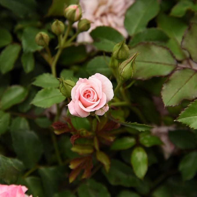 PERFECT PLANTS Sweet Drift Rose Live Plant, 3 Gallon, Dark Green and Baby Pink