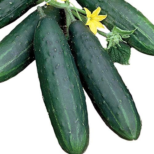 Park Seed Spacemaster Cucumber Seeds, High-Yield, Pack of 30 Seeds.