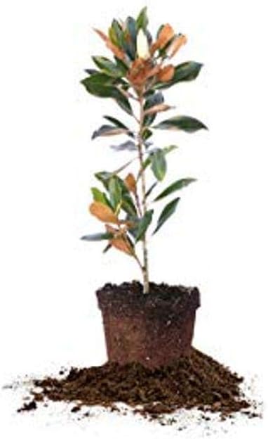 Perfect Plants Little Gem Magnolia Live Plant, 2-3', Includes Care Guide