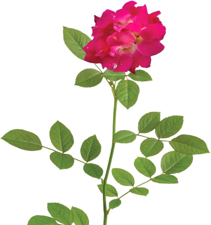 PERFECT PLANTS Red Drift Rose Live Plant, 1 Gallon, Dark Green