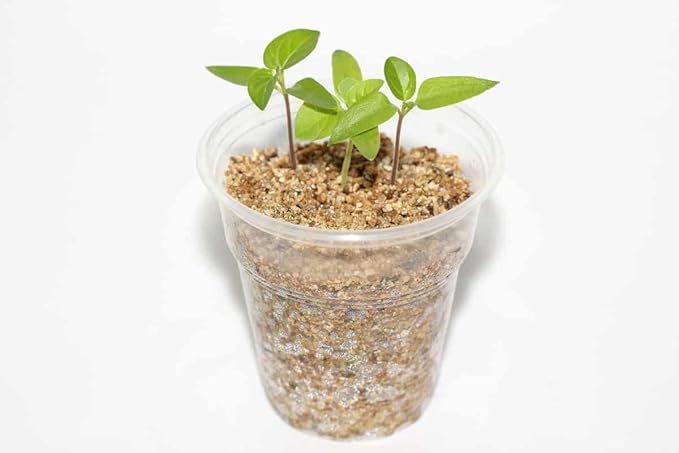 Enjoy Beautiful and Lush Plants with Gardenera's Horticultural Vermiculite - The Best Soil Amendment for Garden Enthusiasts - 3 Quart