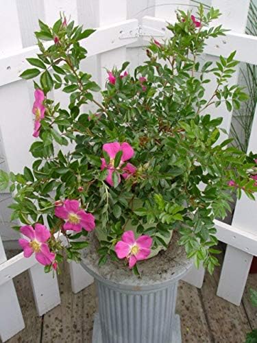American Beauties Native Plants Rosa virginiana Rose, 2-Size Container, Bright Pink Flowers