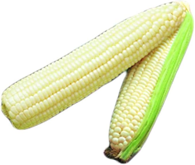 Park Seed Variety of Corn Vegetable Seeds, Plant Seeds, Easy to Grow, Perfect for Harvesting, Silver Queen Hybrid, Pack of 200
