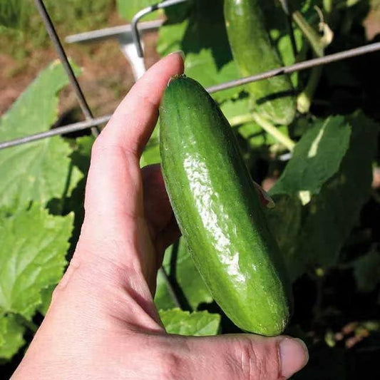 Park Seed Baby Cucumber Seeds, Gourmet Mini, 2 Packs, 10 Seeds Each Pack