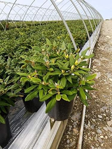 Green Promise Farms Rhododendron Yak. `Prince` Evergreen, 3 Size Container, Pink Flowers with Dark Pink Edge