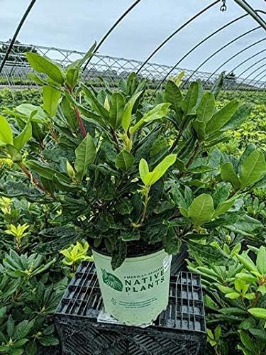 Green Promise Farms Maximum 'Independence' (Rhododendron) Evergreen, 3 Size Container, Clear Pink Flowers