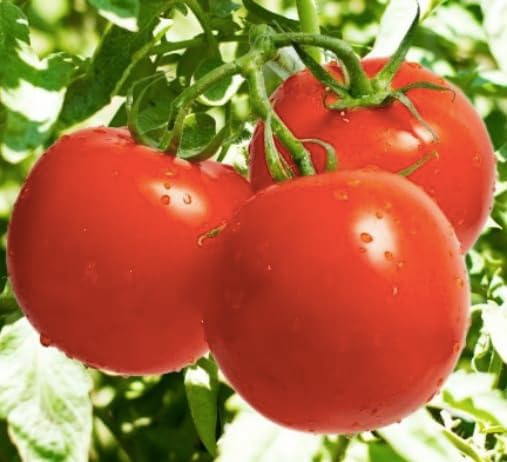Ace 55 Tomato Seeds - Large Tomato - One of The Most Delicious Tomatoes for Home Growing,