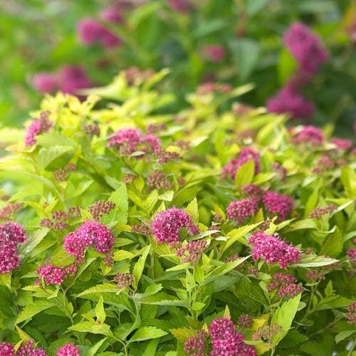 Proven Winners - Spiraea jap. Double Play Gold (Spirea) Shrub, , #3 - Size Container
