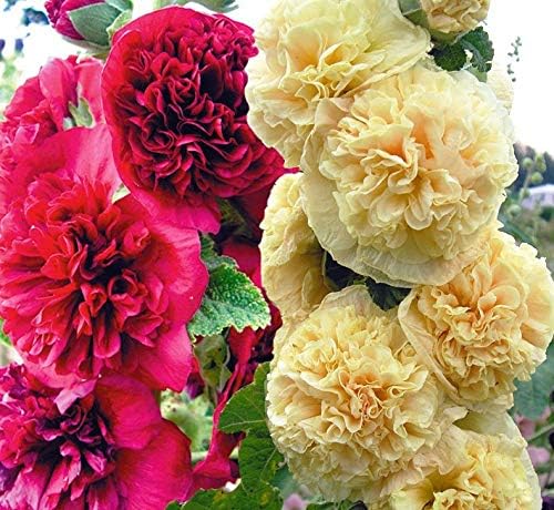 Seeds Hollyhock Seed Mix Double Terry Flowers Malva Stock-Rose About 30 Seeds Non-GMO Perennial Plant