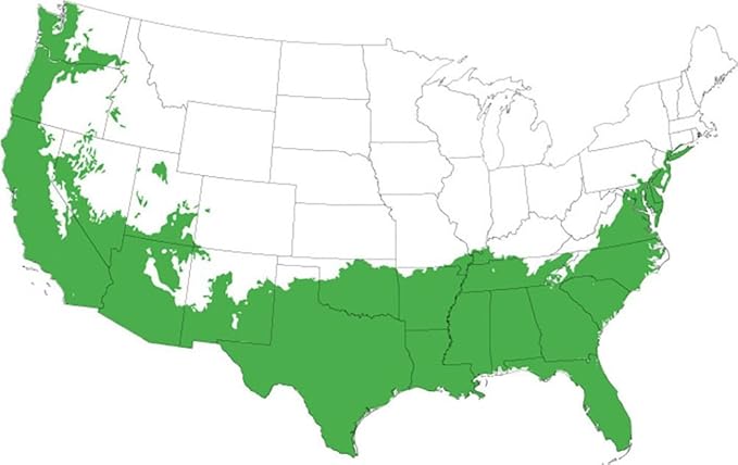 Zhuzhou LOROPETALUM - Size: 3 Gallon, Live Plant, Includes Special Blend Fertilizer & Planting Guide