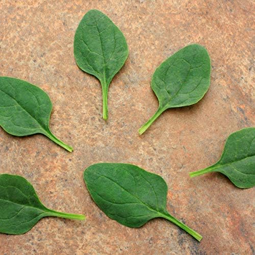 Park Seed Spinach Vegatable Plant Seeds, Easy to Grow, Variety of Colors, Spring Garden, Baby Green Leaf Riverside, Pack of 200