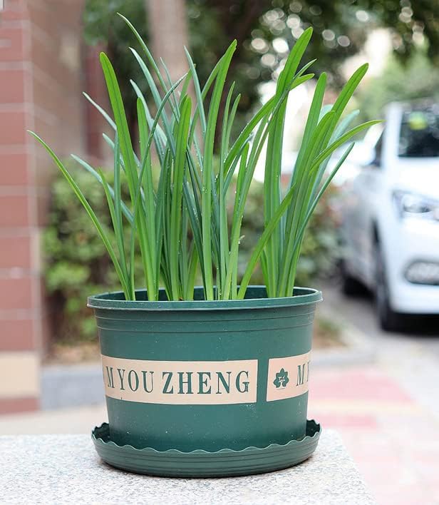 3pcs Red Lycoris Radiata Bulbs Nerine Bowdenni Bulbs Red Bowden Lily Bulbs Red Spider Lily Hardy Easy to Plant Red Cornish Lily Bulbs