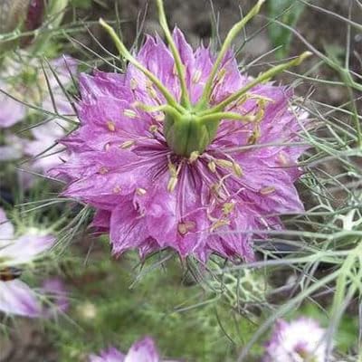 Outsidepride 2000 Seeds Annual Nigella Rose Love-in-a-Mist Flower Seeds for Planting