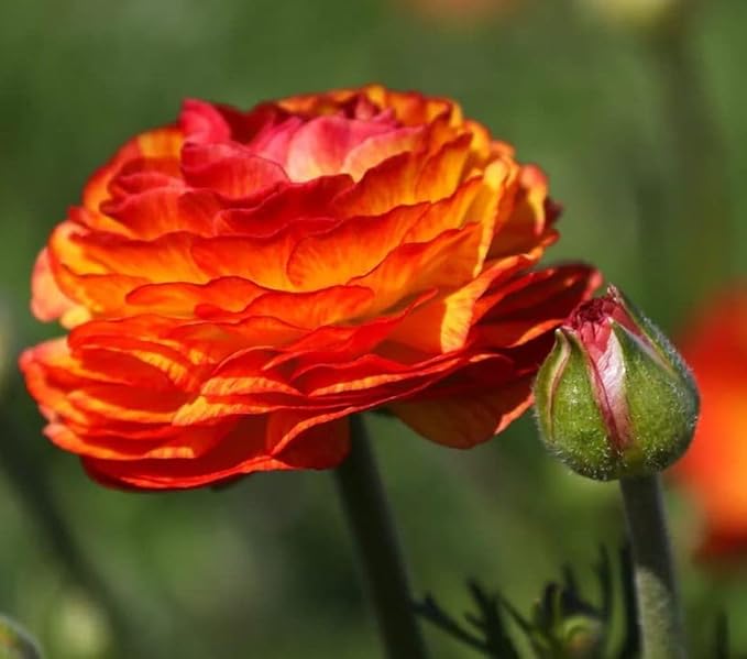 Mixed Peony Ranunculus Bulbs- Persian Buttercup -10 Corms Bulbs Flowering Blooms Perennial Bulbous Root Garden Plant (Orange)