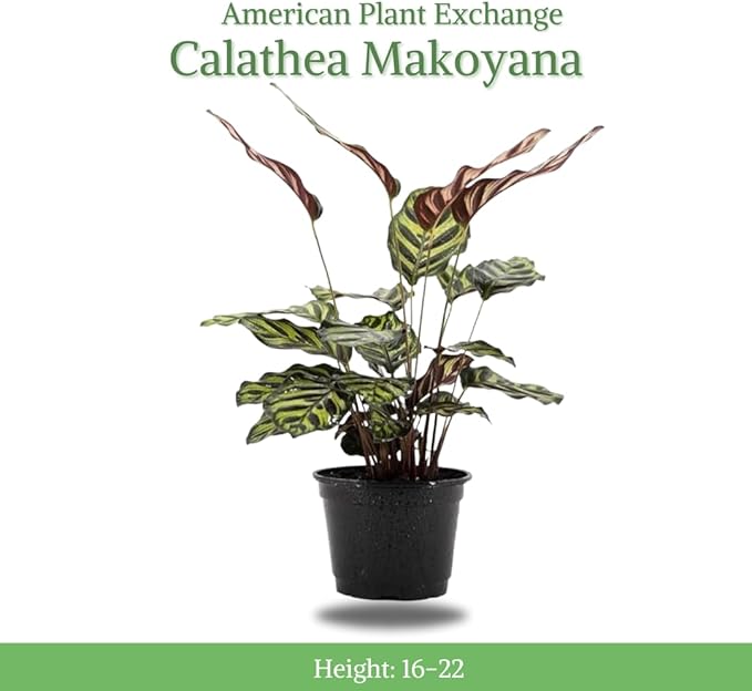 American Plant Exchange Calathea Makoyana, Stylish Pot Cover Included, 6-Inch Pot, Easy Care, Live Indoor Prayer Plant, Pet Safe, Tropical Houseplant for Home & Office Décor