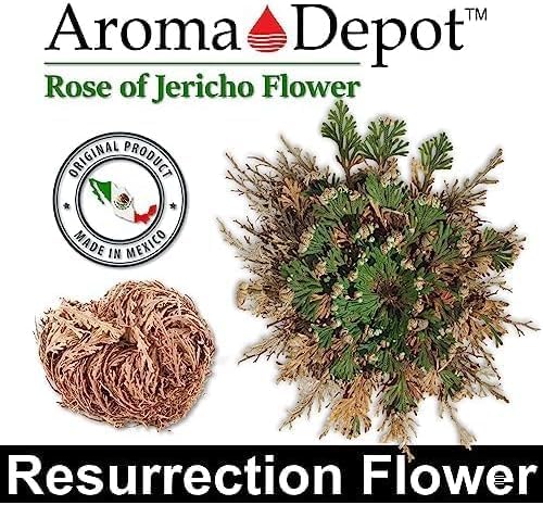 TWO - Rose of Jericho Flower I MEDIUM Size | Flor de Jericó - Resurrection Plant | Selaginella Lepidophylla | Dried Rose I Doradilla Plant | 3''' - 4'' each I Spiritual Cleansing, Luck, and Prosperity