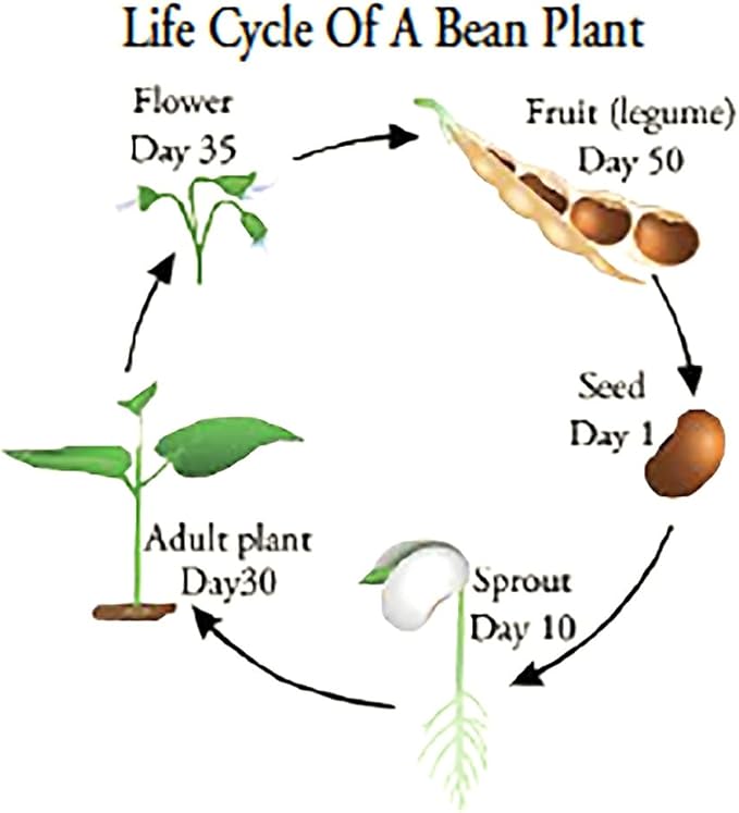 Burpee Stringless Green Bean Seeds - 40+ Seeds