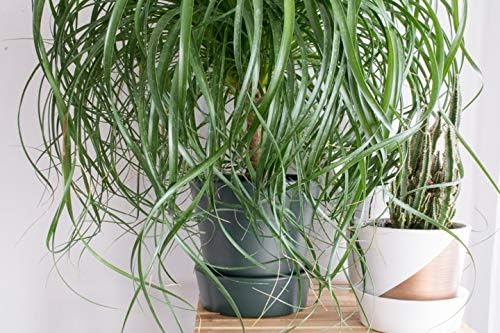 Ponytail Palm - 5 Live Plants in 6 Inch Growers Pots - Beaucarnea Recurvata - Beautiful Clean Air Indoor Succulent Houseplant
