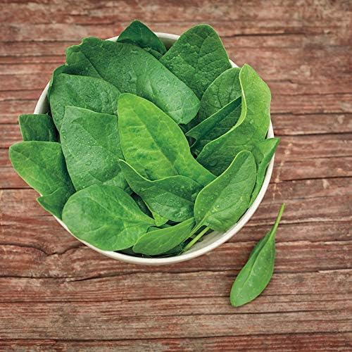Park Seed Spinach Vegatable Plant Seeds, Easy to Grow, Variety of Colors, Spring Garden, Baby Green Leaf Riverside, Pack of 200
