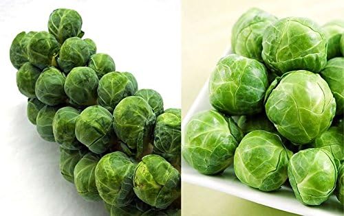 100+ Long Island Improved Brussel Sprouts Seeds Heirloom Non-GMO, Delicious from USA