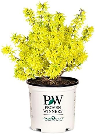 Proven Winners - Forsythia Show Off Sugar Baby (Forsythia) Shrub, yellow flowers, #2 - Size Container