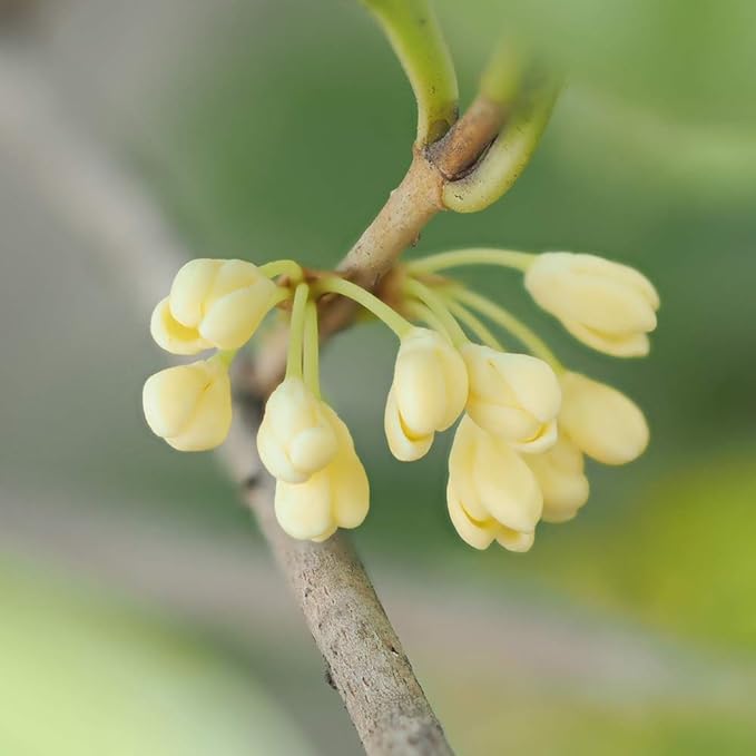 Perfect Plants Tea Olive Live Plant, 7 gallon, Includes Care Guide