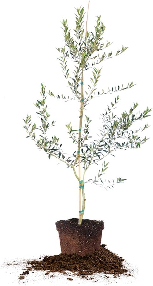 PERFECT PLANTS Arbequina Olive Live Plant, 4-5ft, Includes Care Guide