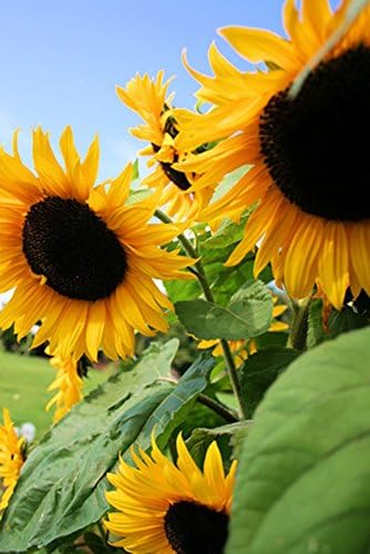 Black Oil Sunflower Flower Seeds for Planting, 150+ Flower Seeds Per Packet, (Isla's Garden Seeds), Non GMO & Heirloom Seeds, Scientific Name: Helianthus annuus, Great Flower Garden Gift