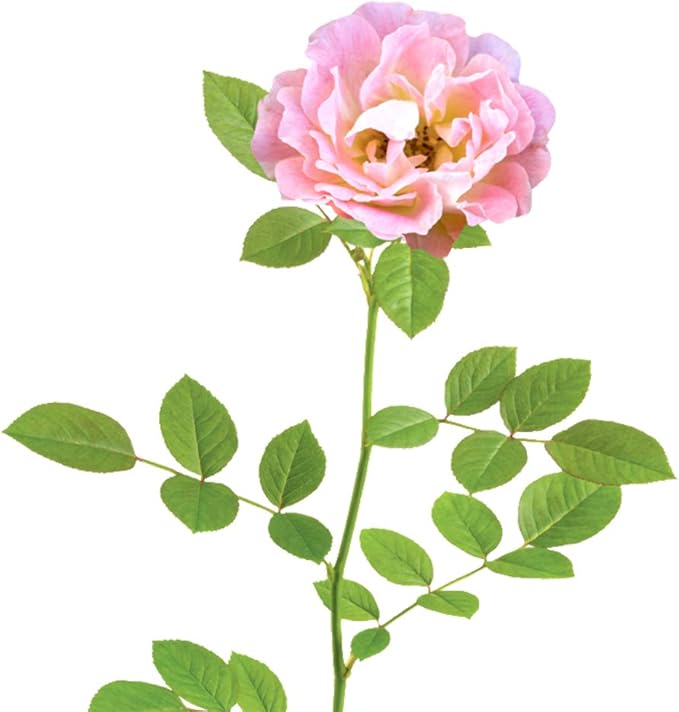 PERFECT PLANTS Peach Drift Rose Live Plant, 3 Gallon, Dark Green