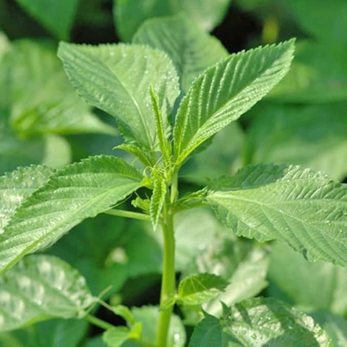 3000 Egyptian Spinach Seeds - Rau Day - AKA. Corchorus Olitorius Molokhia, Ewedu, Saluyot Seeds, Non GMO, Untreated.