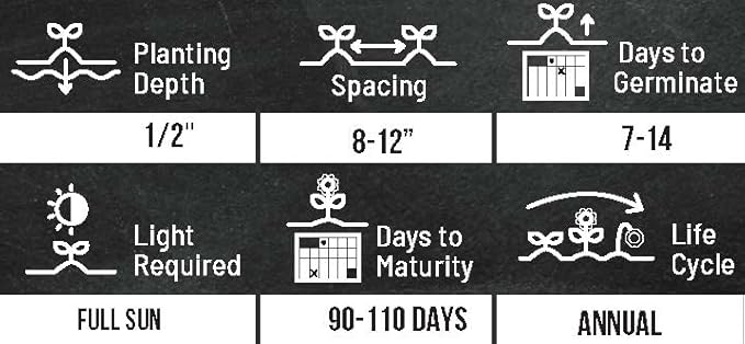 Sunflower Seeds for Planting - Grow Unique Sun Flowers in Your Garden - 25 Non GMO Heirloom Seeds - Full Planting Instructions for Easy to Grow Red Sun Sunflowers - Great Gardening Gifts (3 Packets)