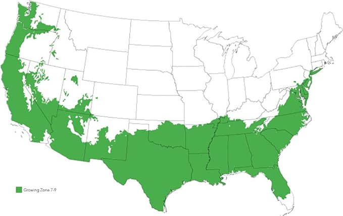 Needlepoint Holly - Size: 3 Gallon, Live Plant, Includes Special Blend Fertilizer & Planting Guide