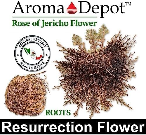 TWO - Rose of Jericho Flower I MEDIUM Size | Flor de Jericó - Resurrection Plant | Selaginella Lepidophylla | Dried Rose I Doradilla Plant | 3''' - 4'' each I Spiritual Cleansing, Luck, and Prosperity