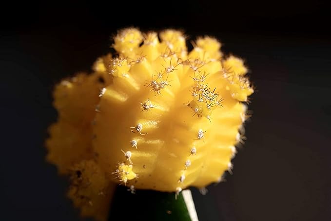 Grafted Cactus Plants Live in Clay Pots for Plants (3 PK), Live Cactus Plant in Cactus Soil Potting Mix, Live Mini Cactus Succulents Plants Live Cacti, Live Succulents in Cactus Pot by Plants for Pets