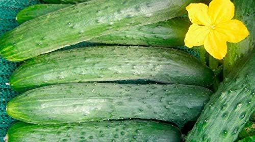 Seeds Vegetable Cucumber April F1 Self-Pollinated 45 Days Heirloom for Pickling - 10 Seeds